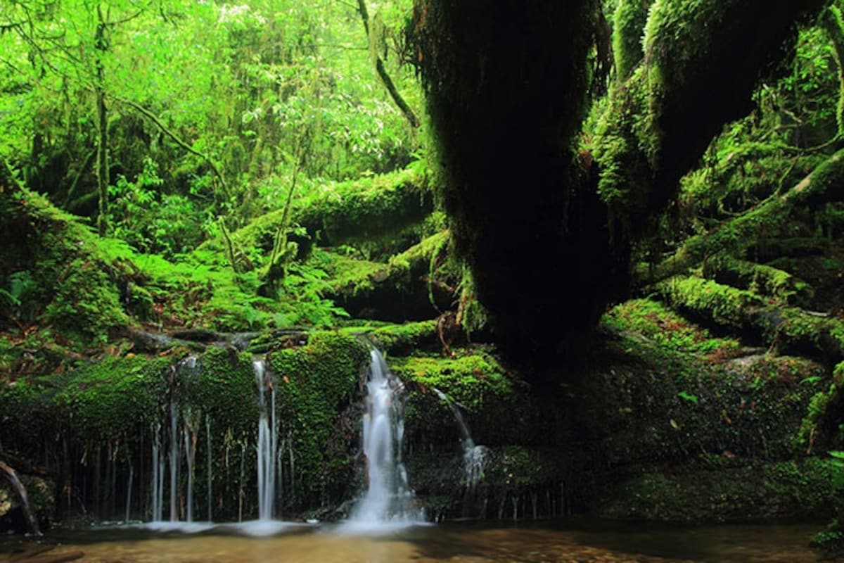 เกาะ Yakushima