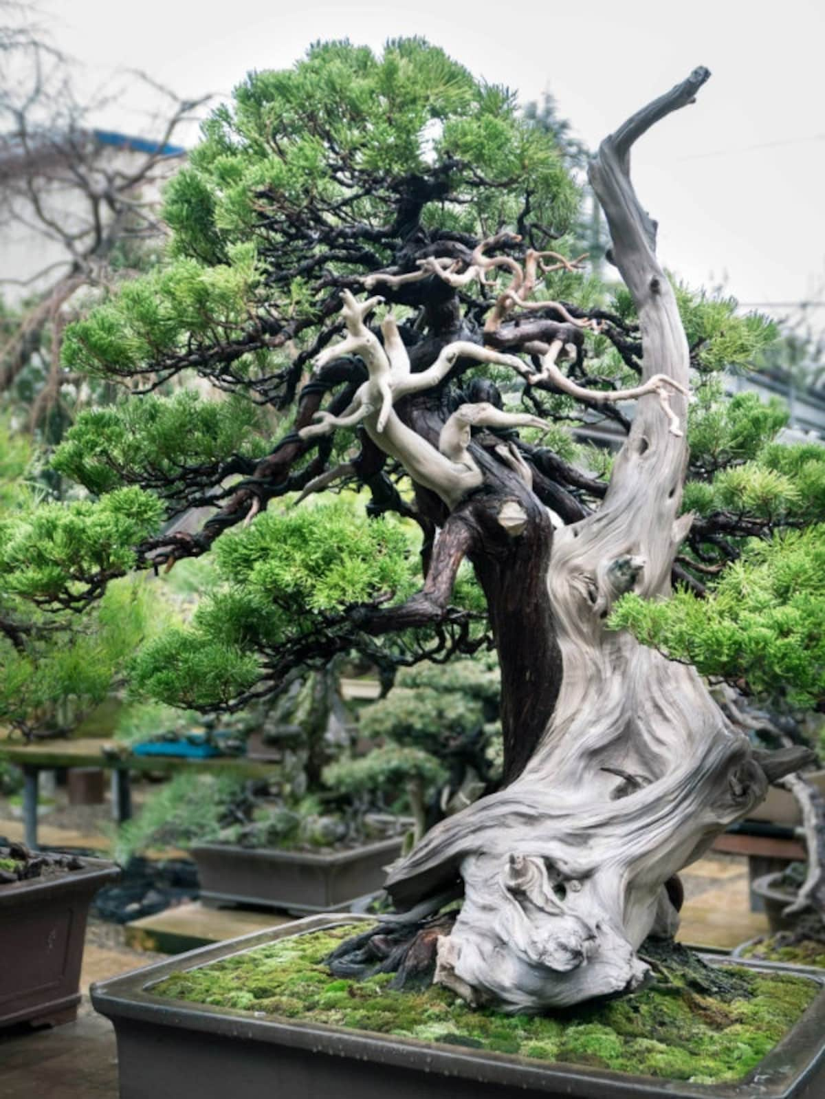 Perfecting the Art of Bonsai | All About Japan