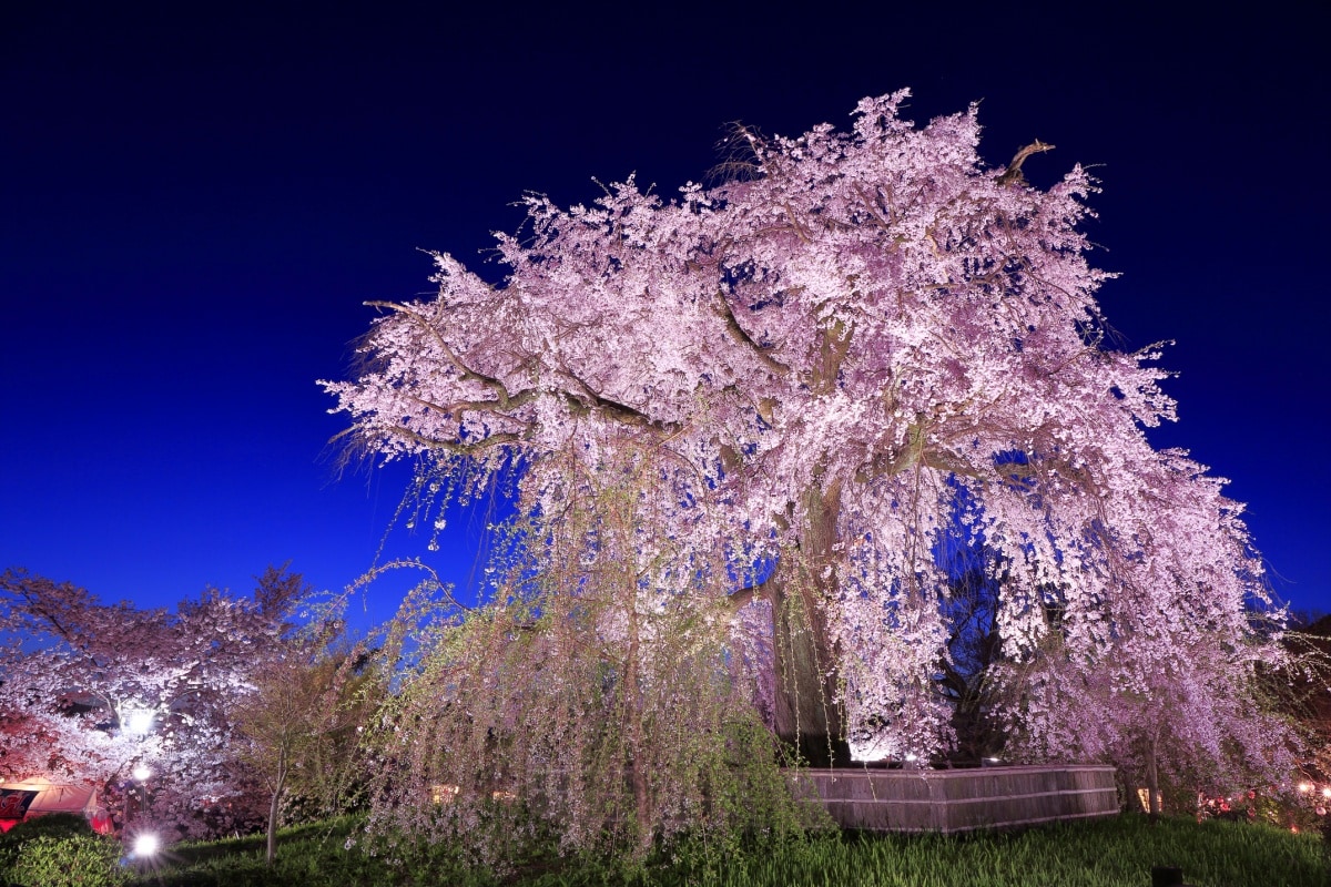 3. Maruyama Park (Kyoto)