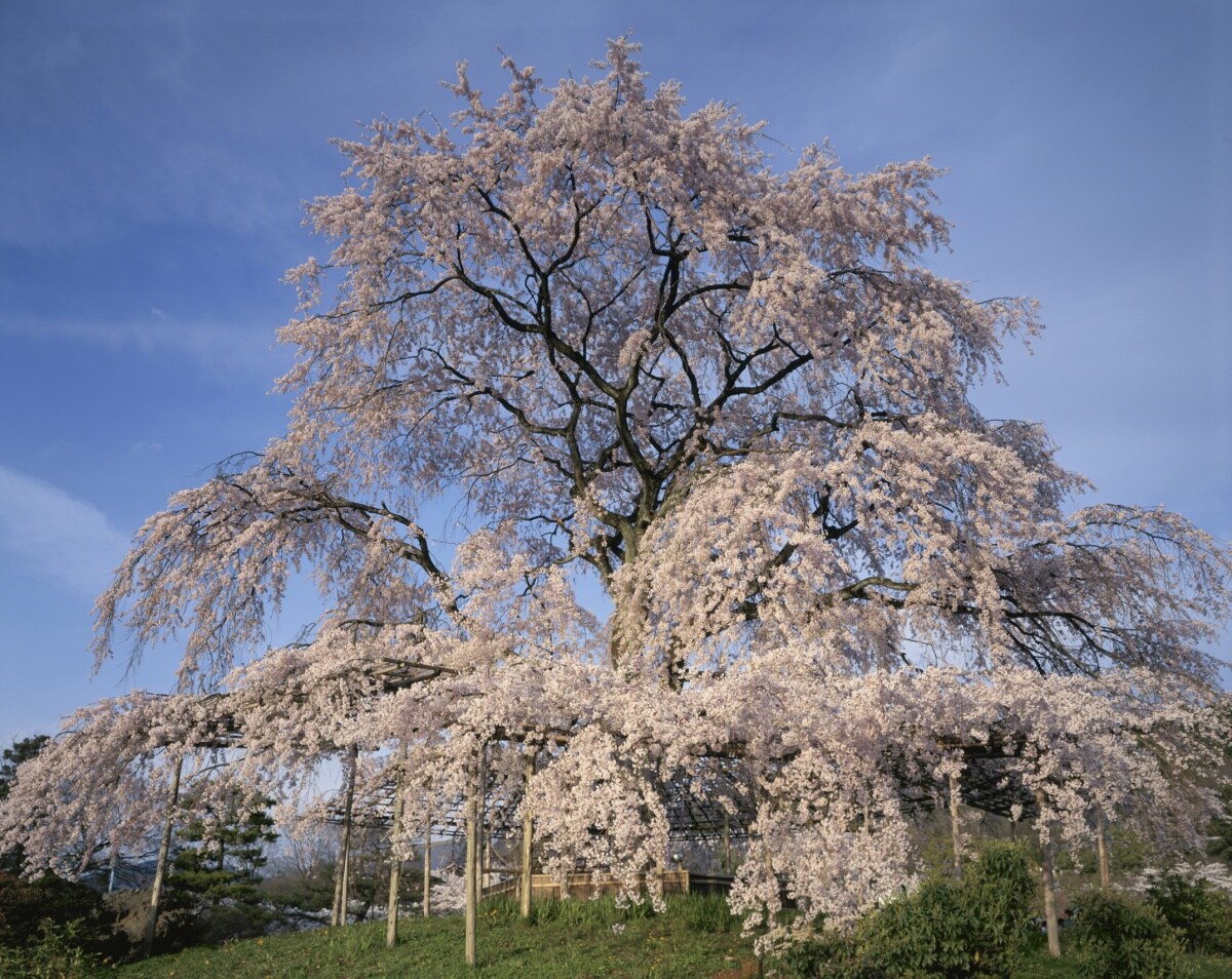 3. Maruyama Park (Gion-Shijo)