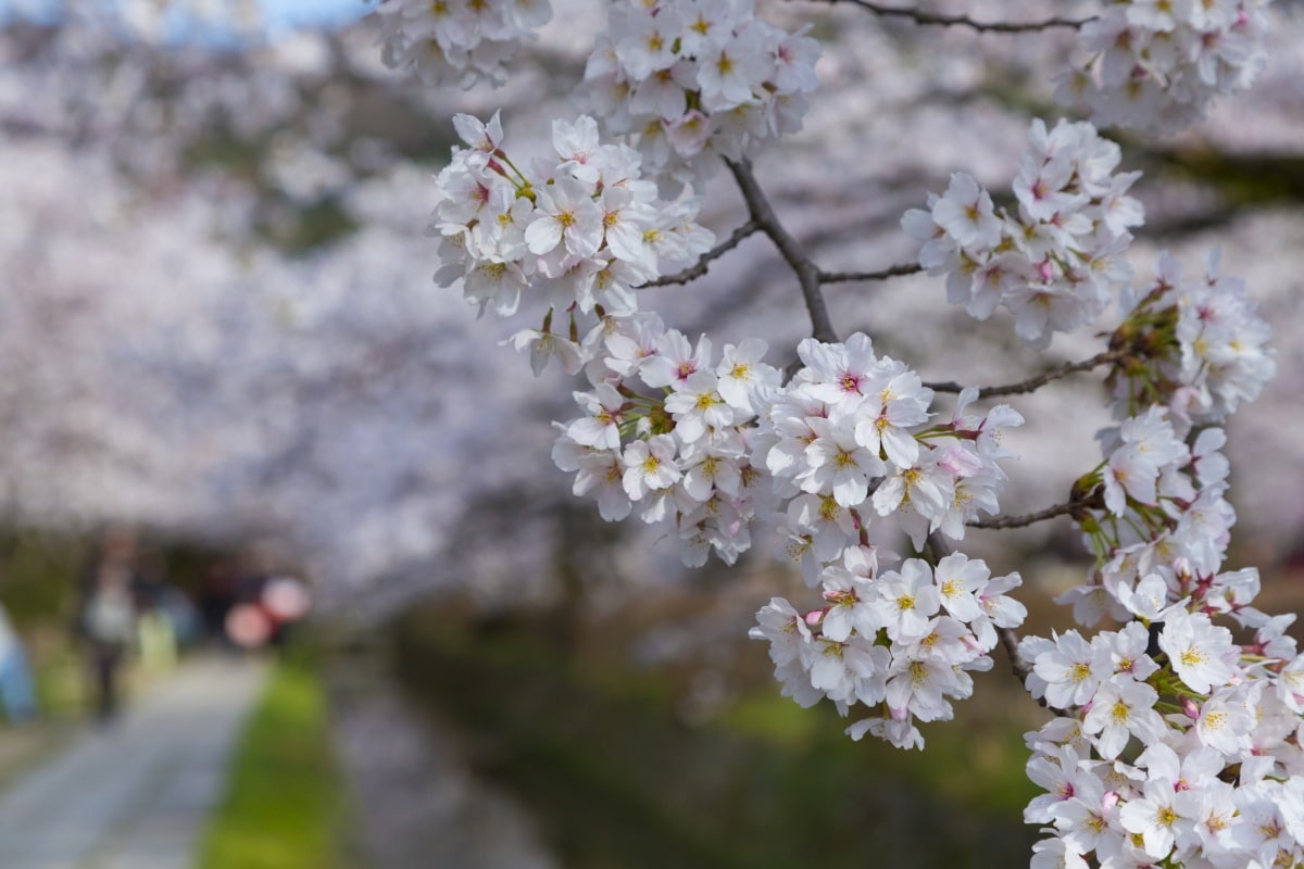 1. The Philosopher's Walk (Higashiyama)