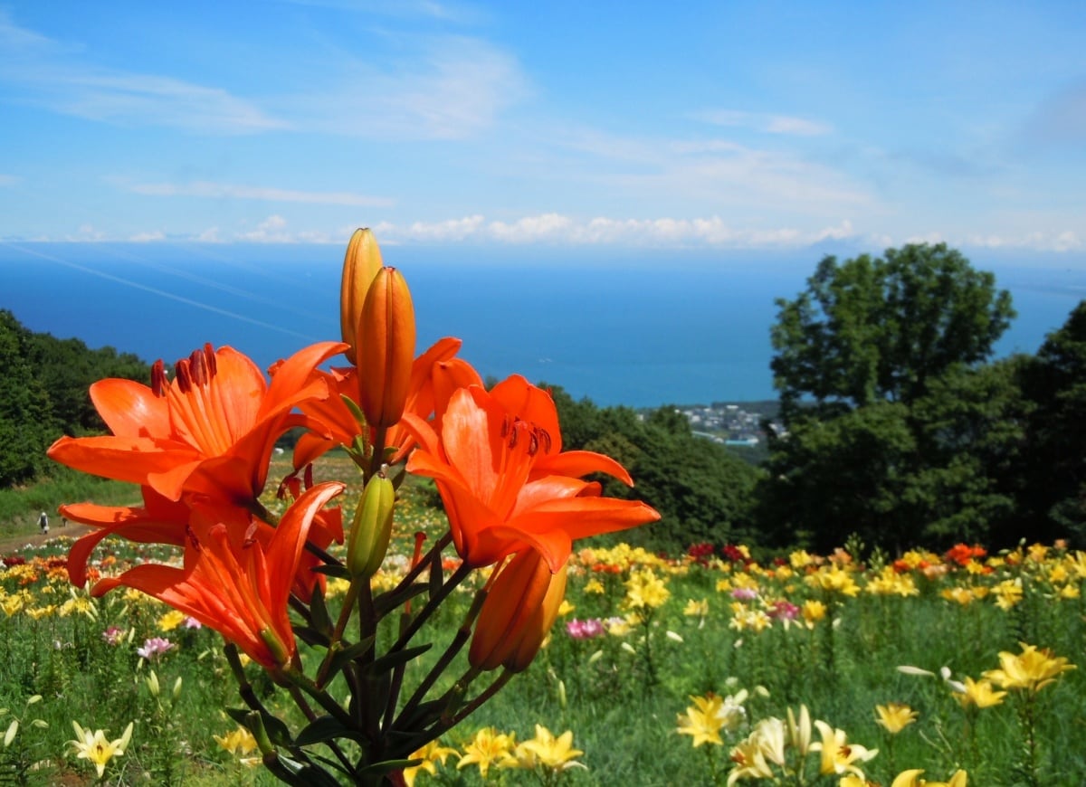 สวนลิลลี่ อนซุฮารุคะยามะ (Otaru)