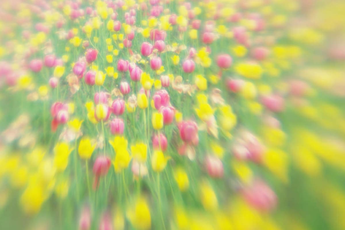 Takino Suzuran Hillside National Park (Sapporo)