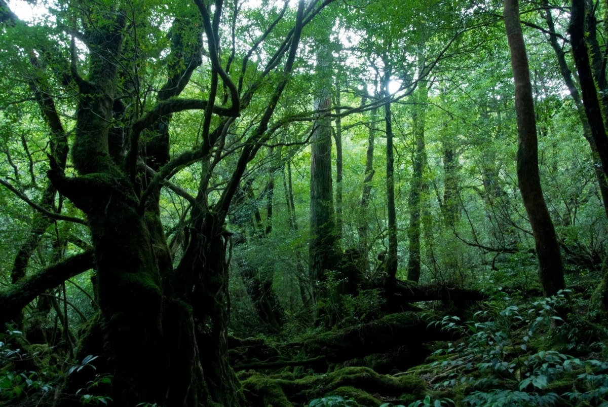 16. Yakushima (Kagoshima)