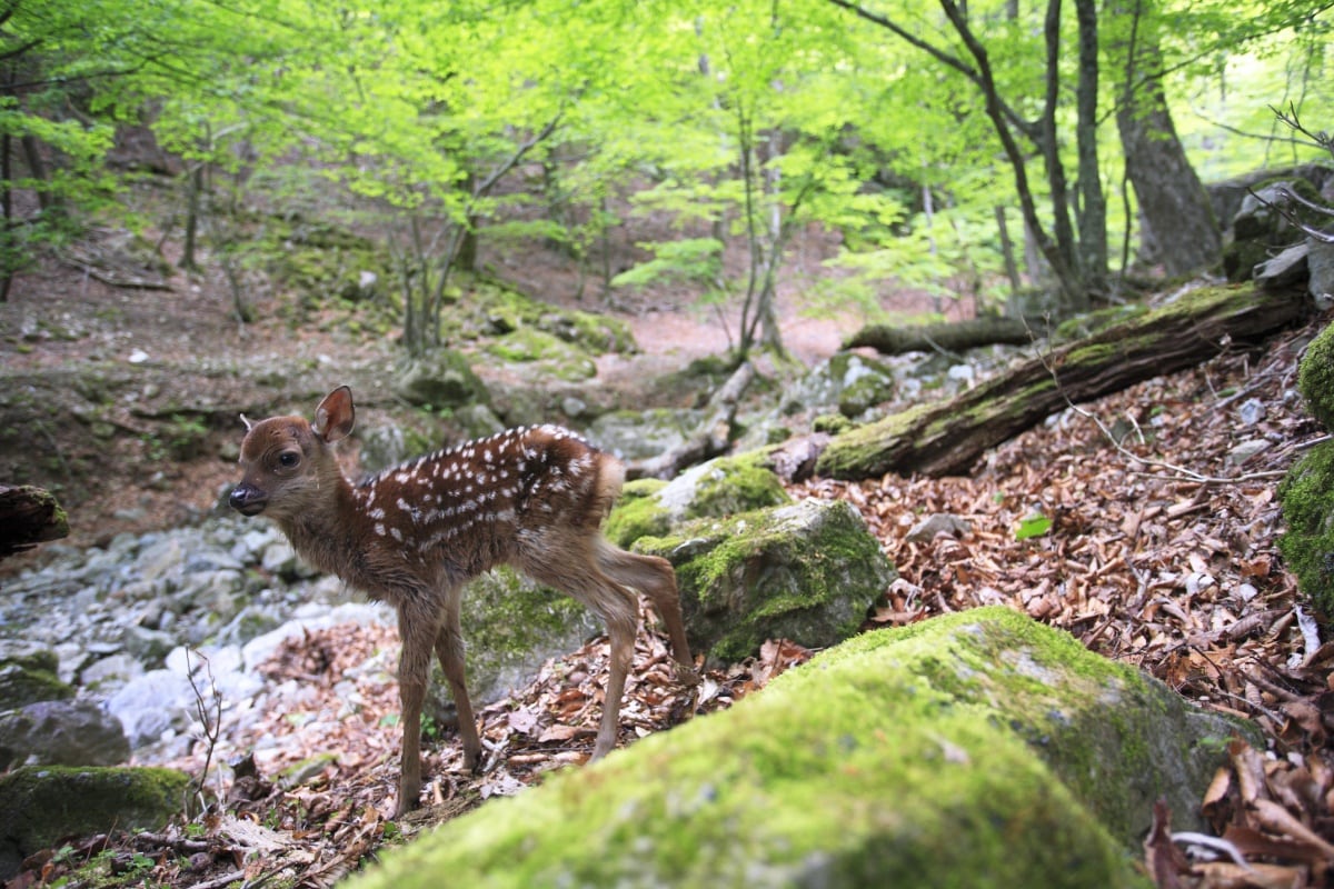 2. Nara (Nara)