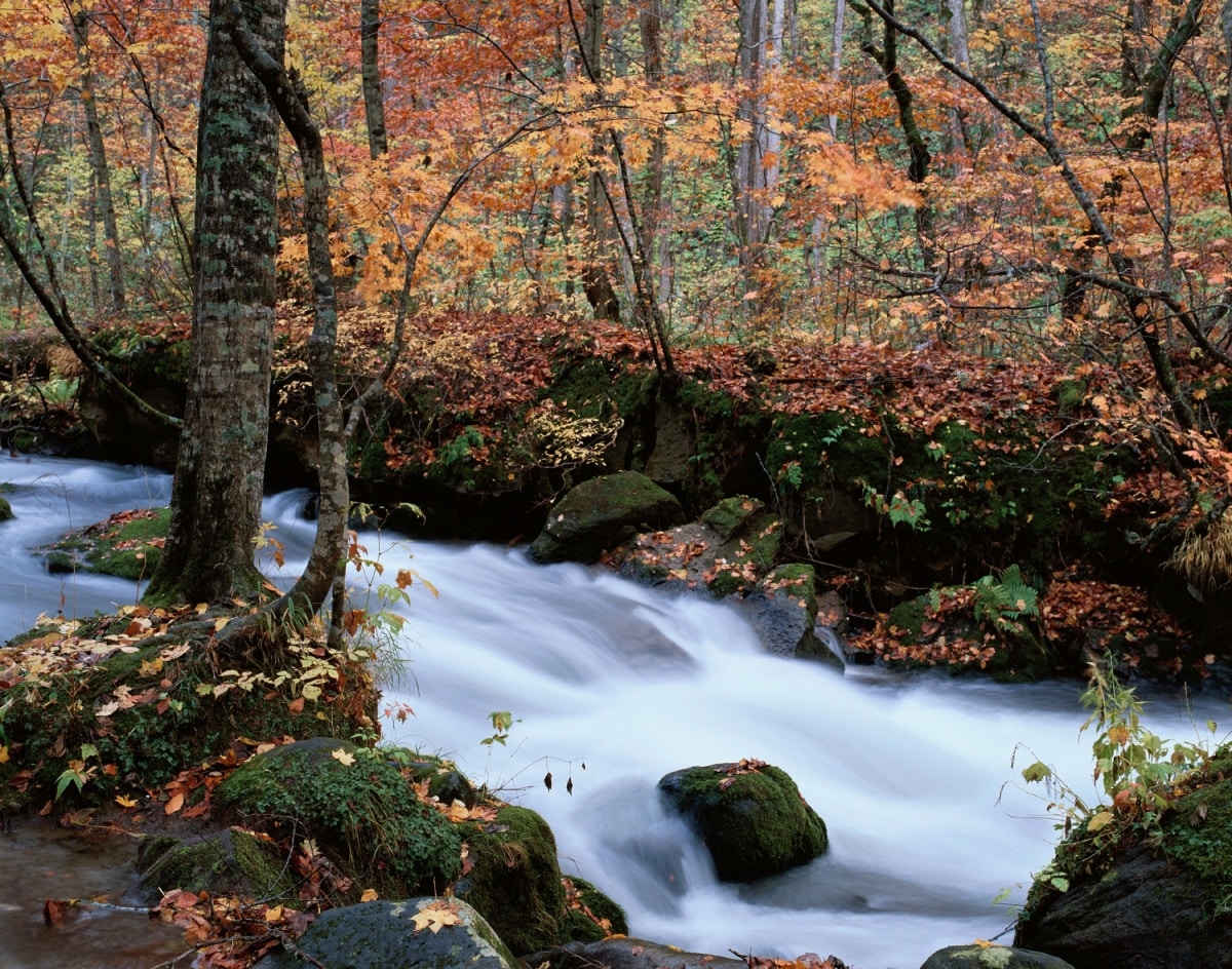 2. Oirase Mountain Stream (Aomori)