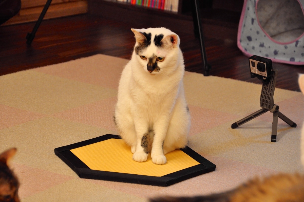 3. Cat Tatami