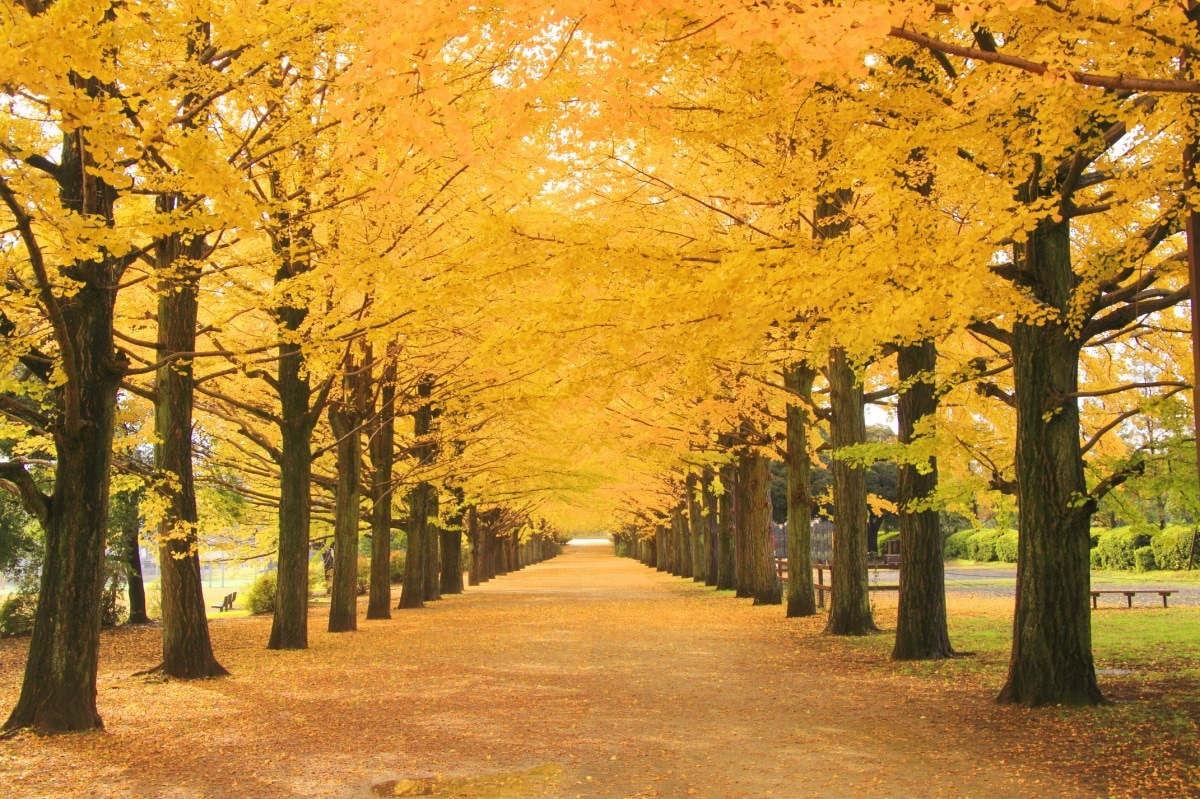 Outer Tokyo's 5 Best Fall Foliage Spots | All About Japan