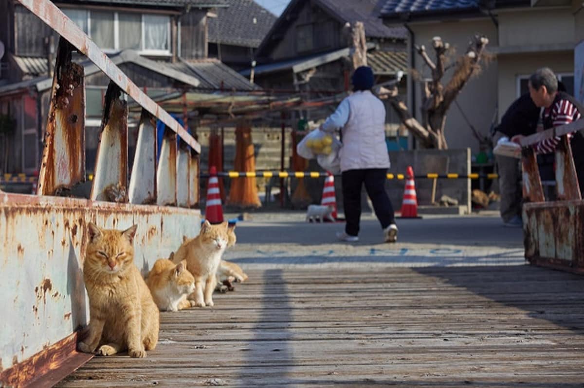 4. Aoshima - Real-life NekoAtsume