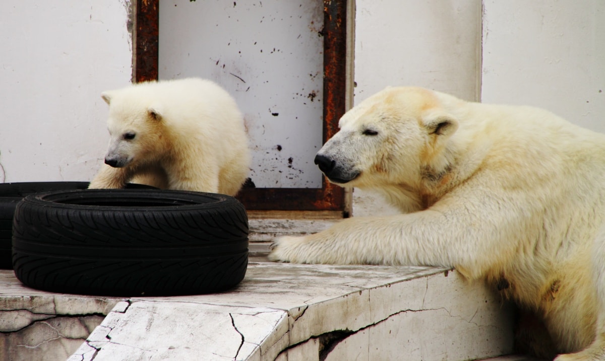 10. Sapporo Maruyama Zoo (Hokkaido)