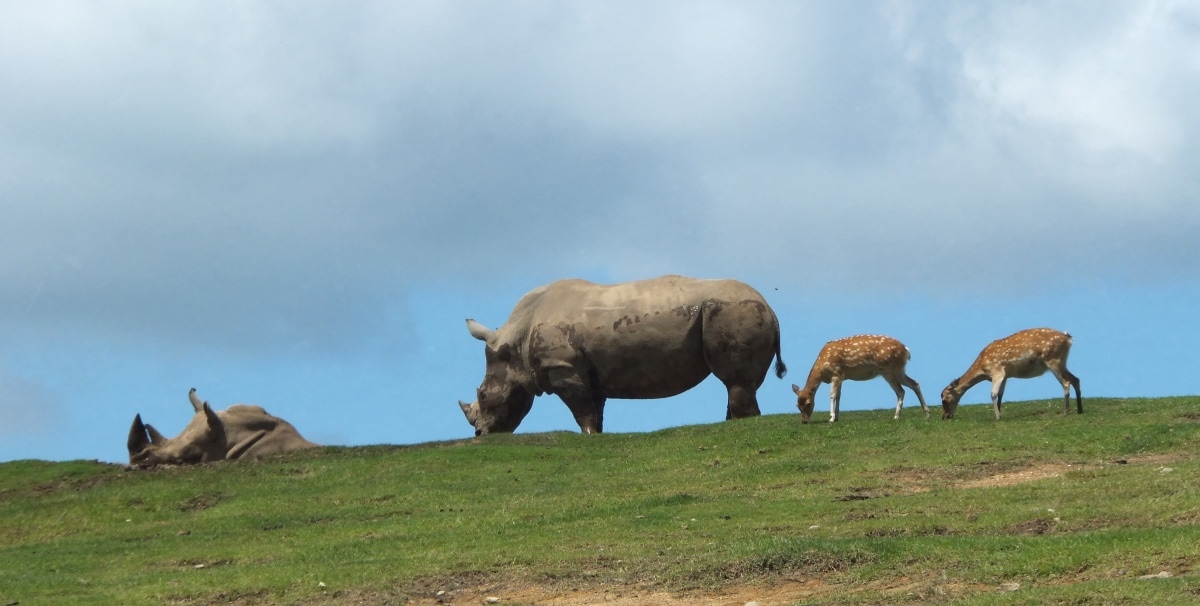 3. African Safari (Oita)