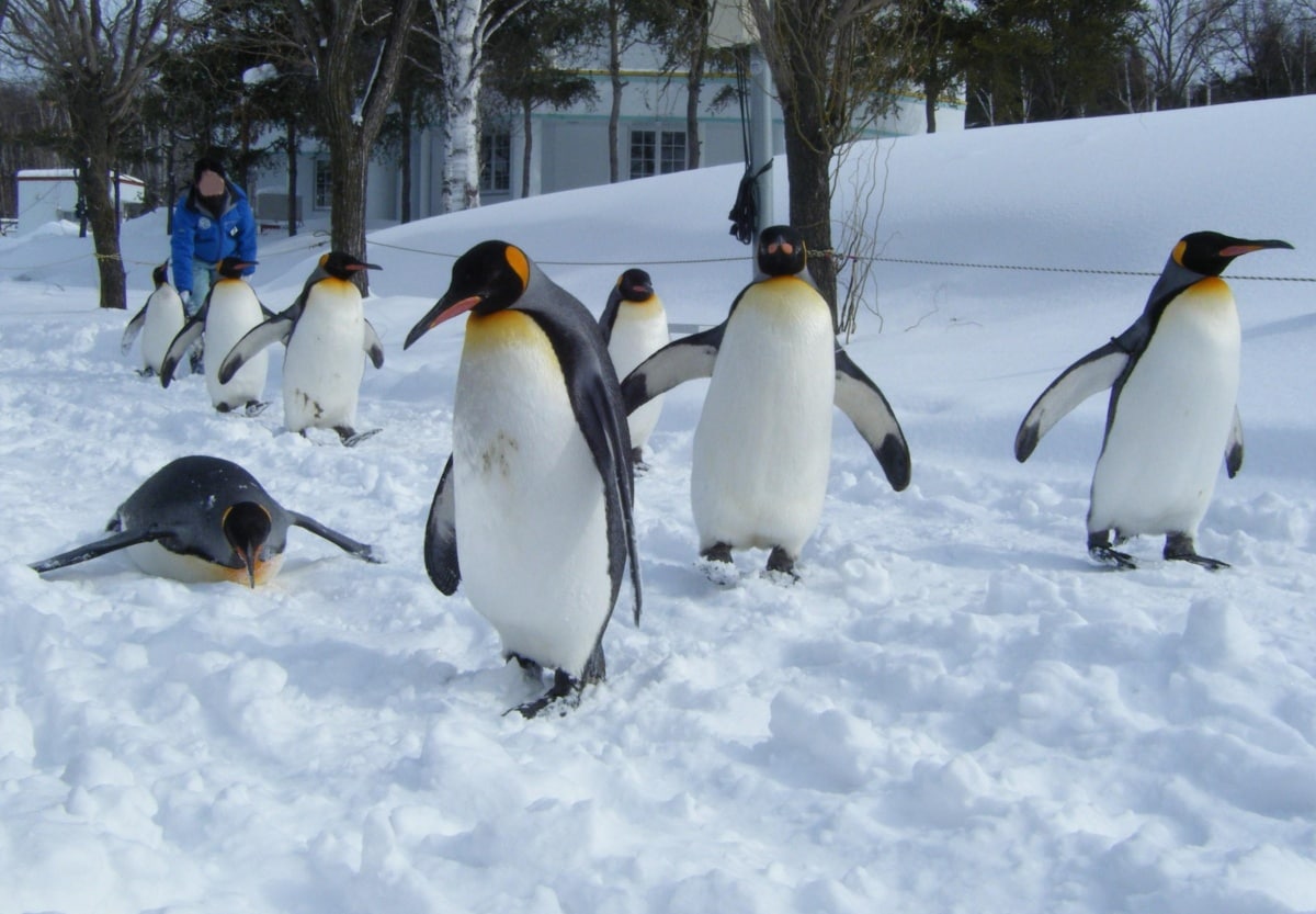 2. Asahiyama Zoo (Hokkaido)