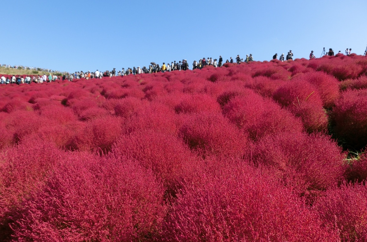 熾熱的紅｜常陸海濱公園紅色掃帚草(10月)