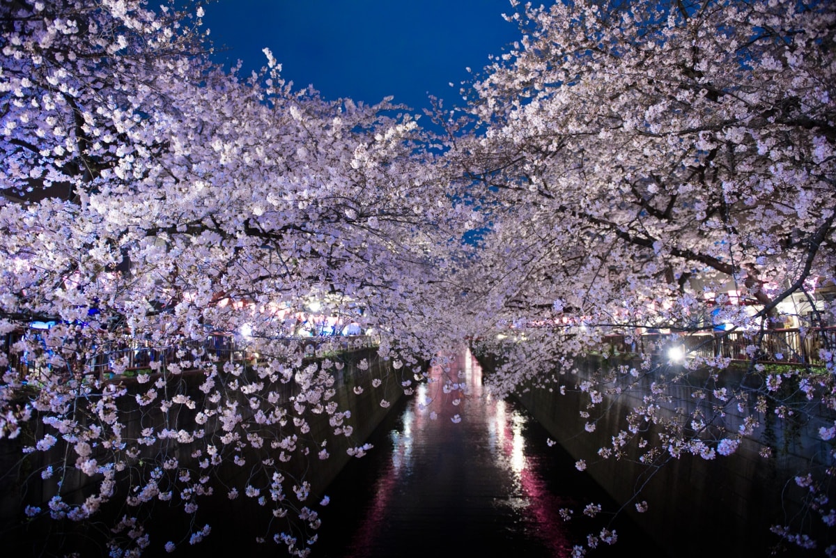 2. เลียบแม่น้ำเมกุโร่ (目黒川)