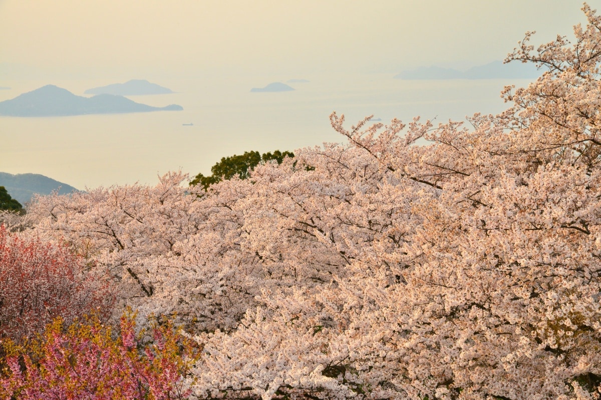 1. Shiudeyama (Mitoyo City, Kagawa)