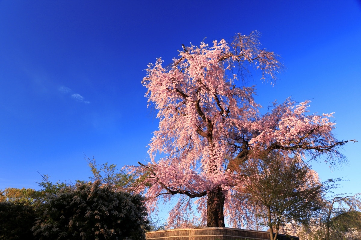 NO.9 元山公園 （札幌）