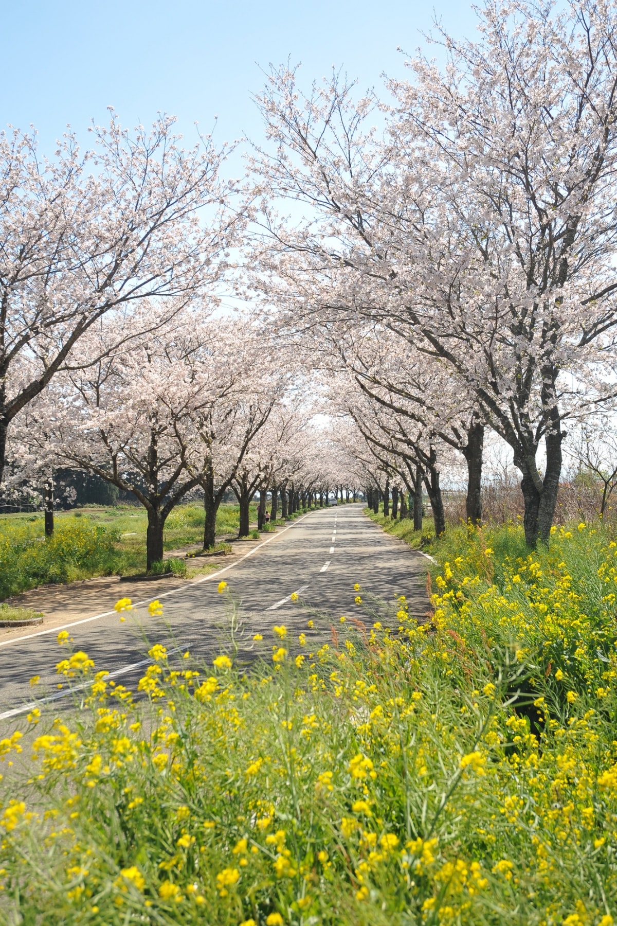 6. Tarumi/Darumizu Park (Miyazaki)