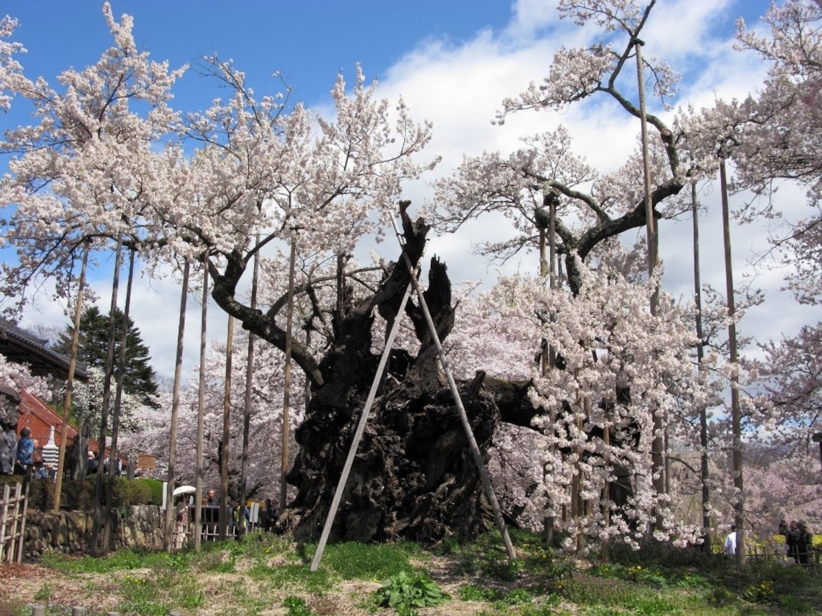 Jindai-zakura (Hokuto City, Yamanashi)