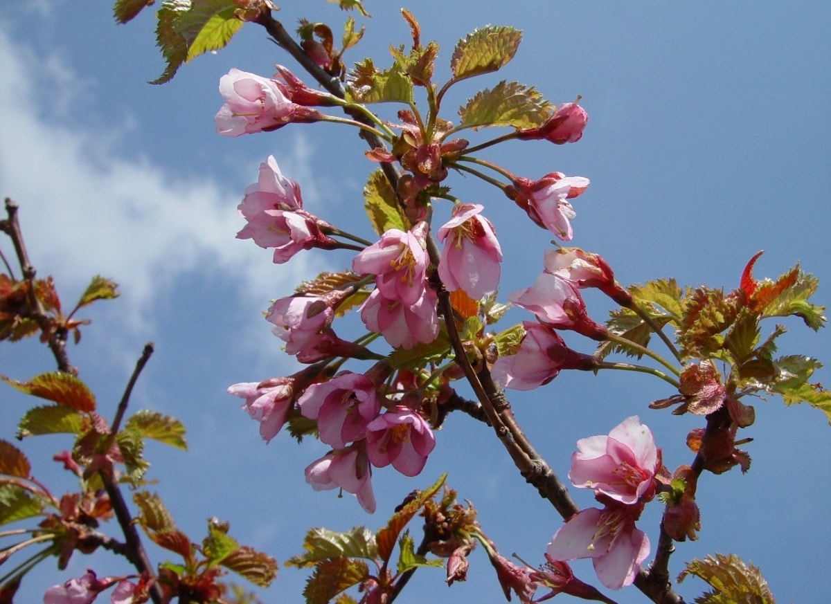 3. Takane-zakura