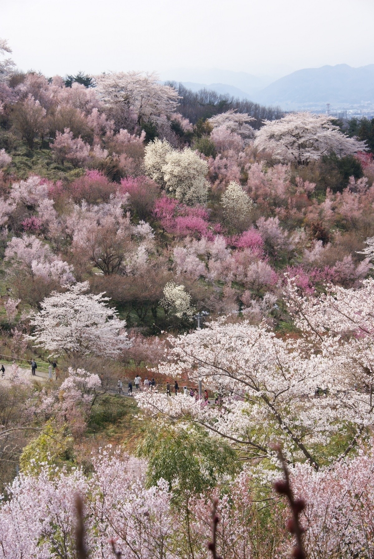 3. สวนสาธารณะฮานามิยามะ (Fukushima)