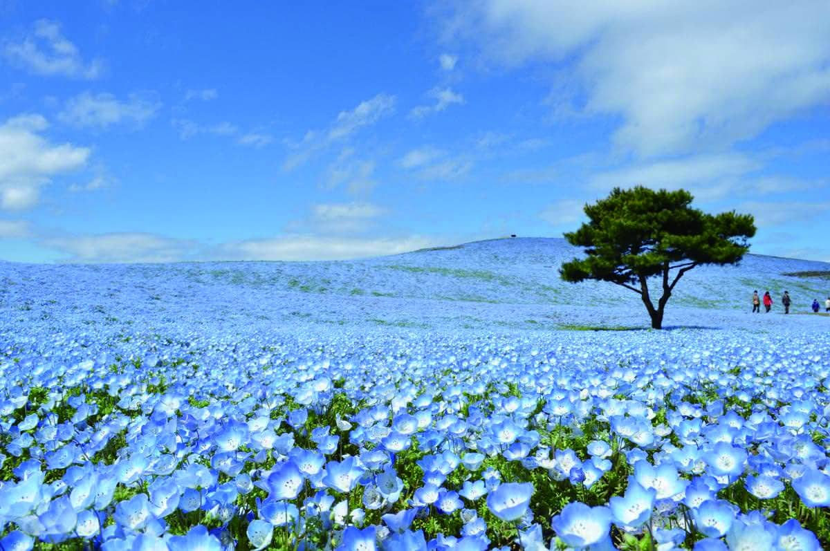 Hitachi Seaside Park (Nemophila)