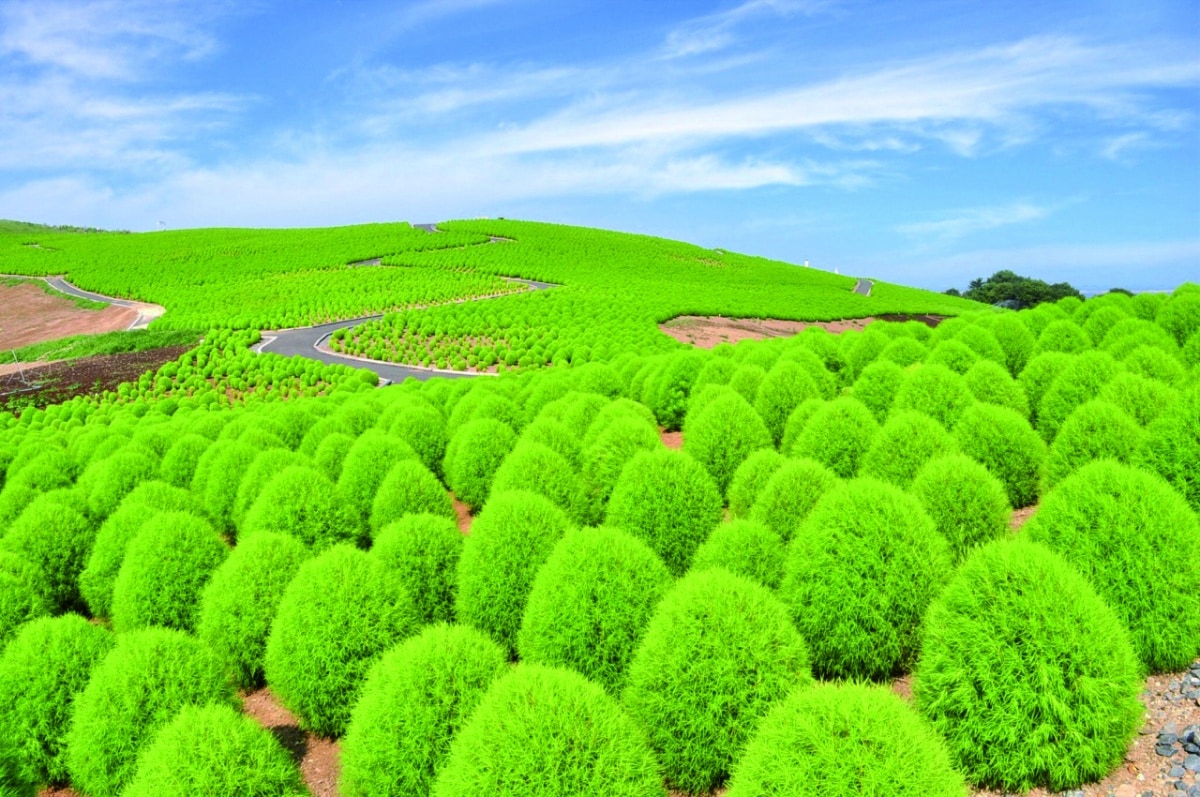 Hitachi Seaside Park (Green Bassia Scoparia)