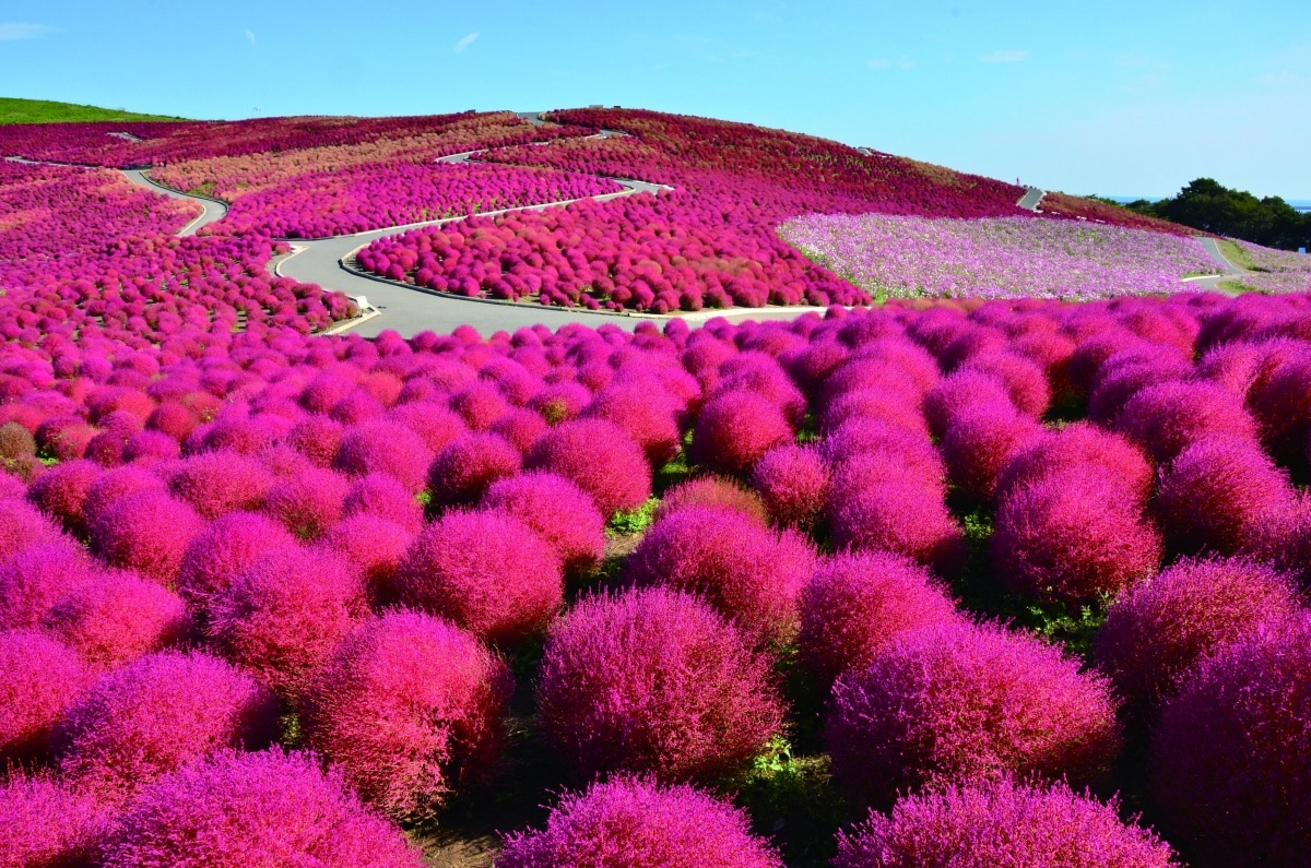 Hitachi Seaside Park (Red bassia scoparia)