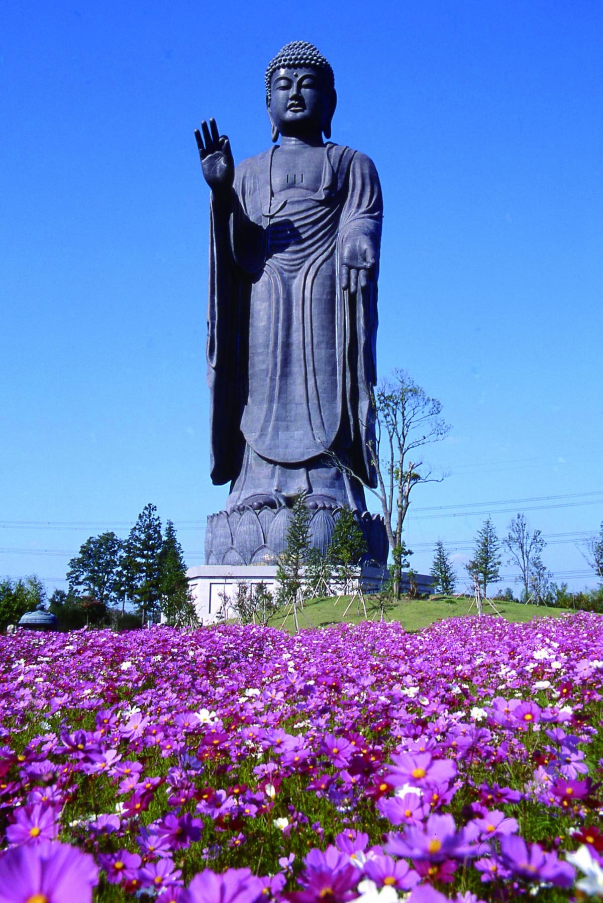 Ushiku Daibutsu (Cosmos)