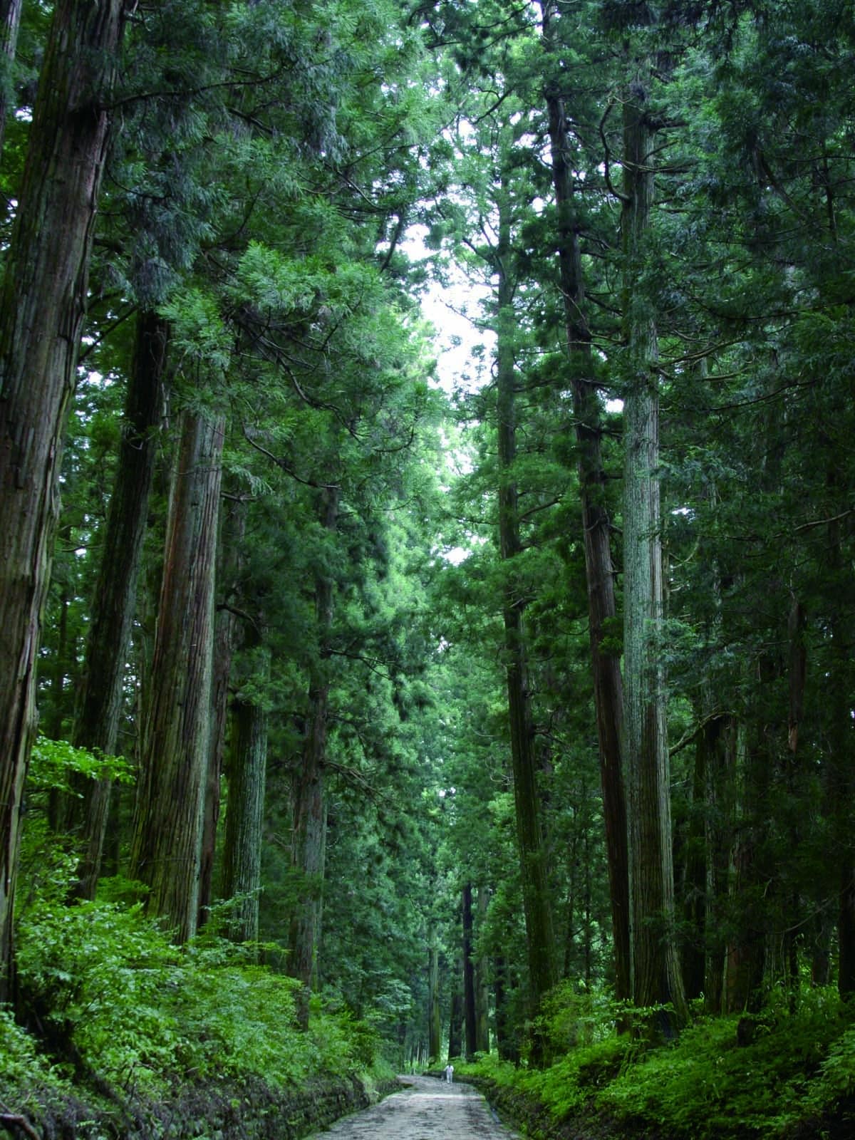 Cedar Avenue of Nikko