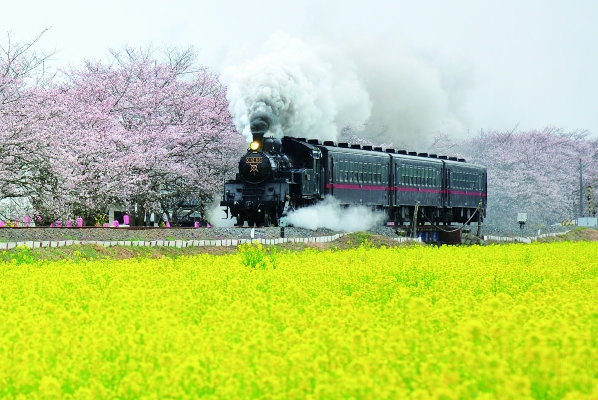 Steam Locomotives in Moka