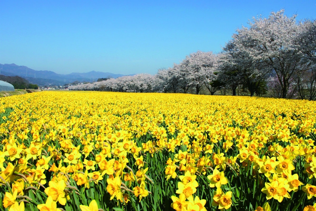 岩井亲水公园