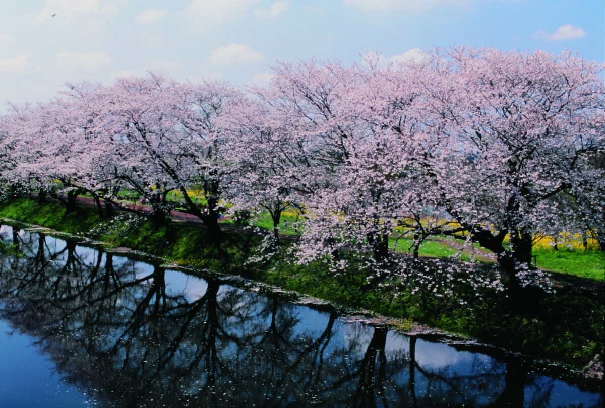 福冈堰樱花