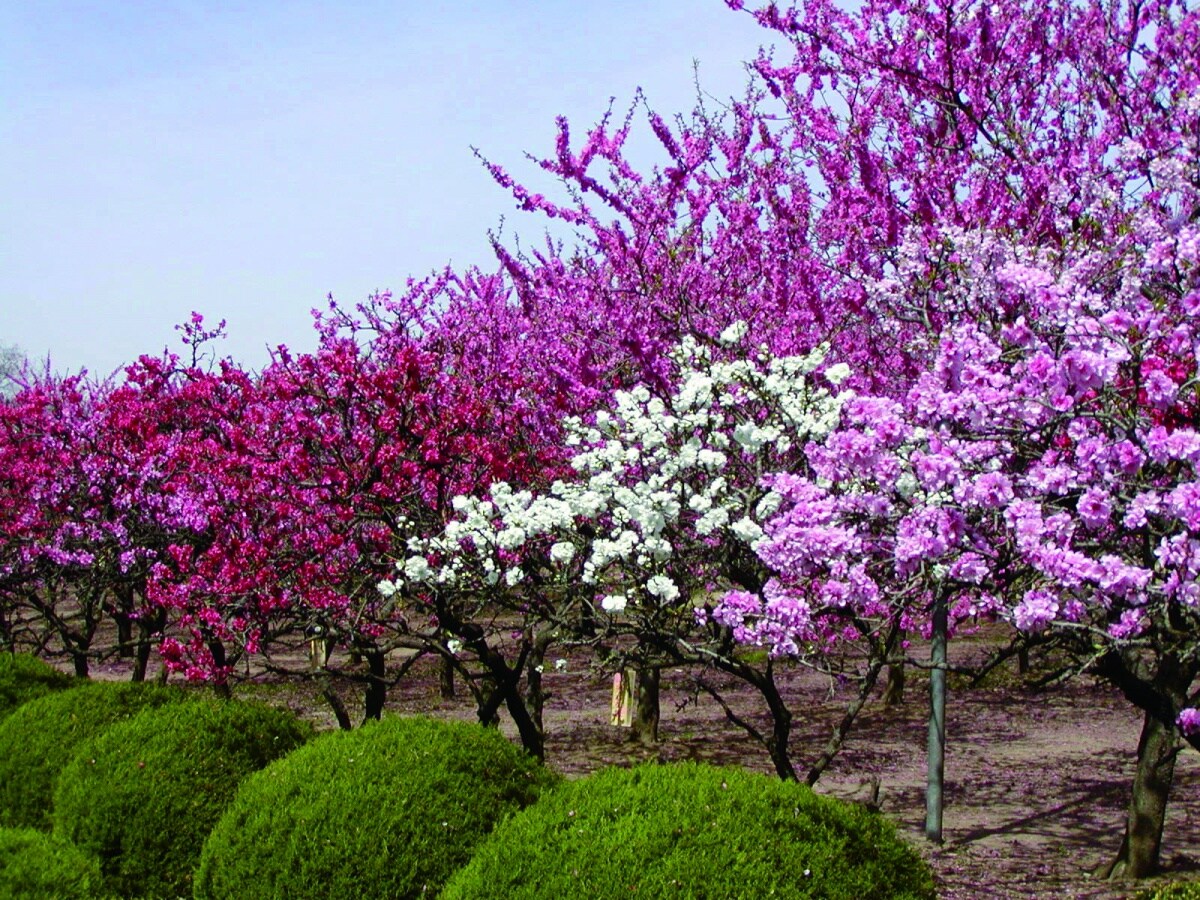 古河综合公园（桃花节）