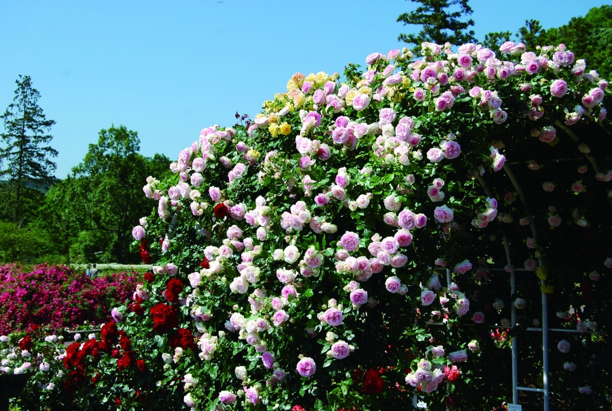 茨城縣花卉公園