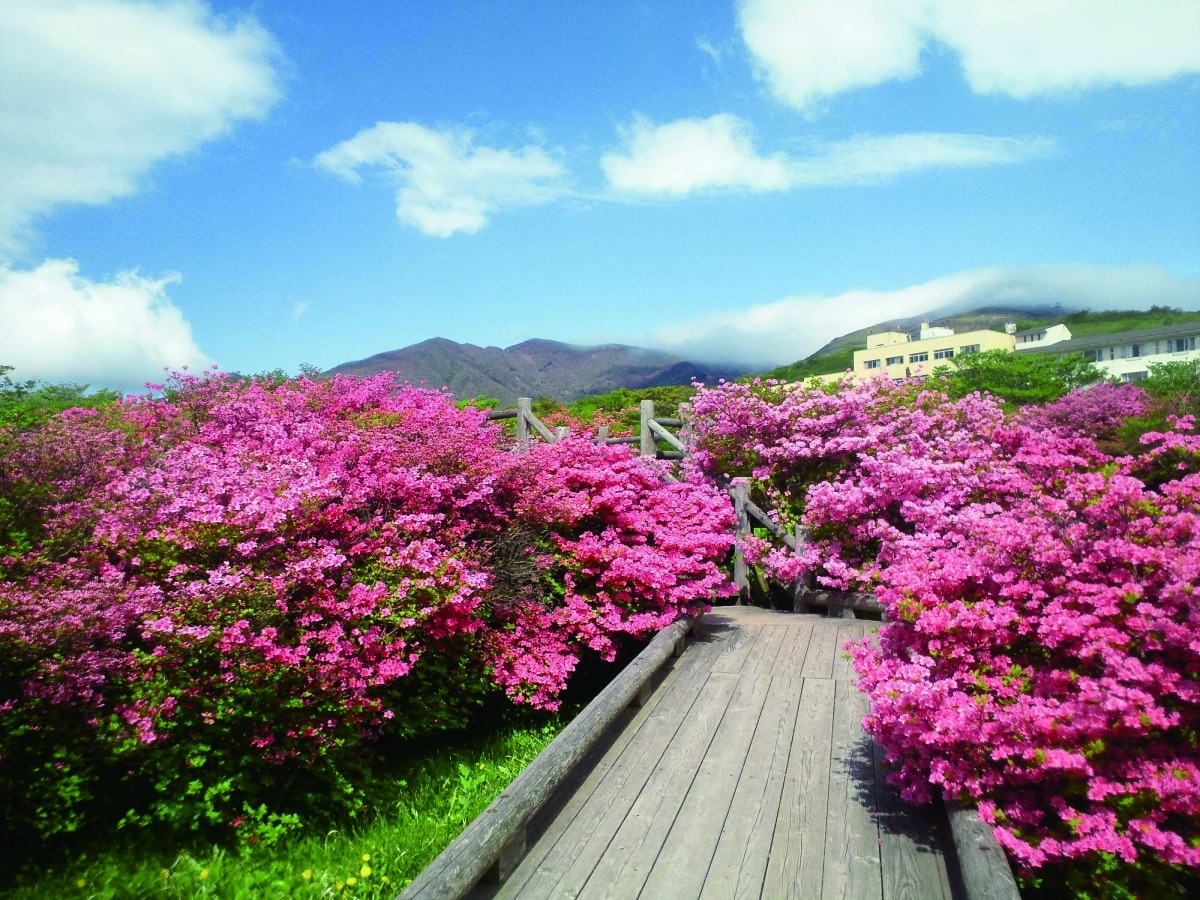 八幡的杜鹃花