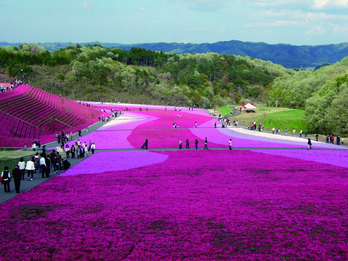 市贝町樱芝花公园