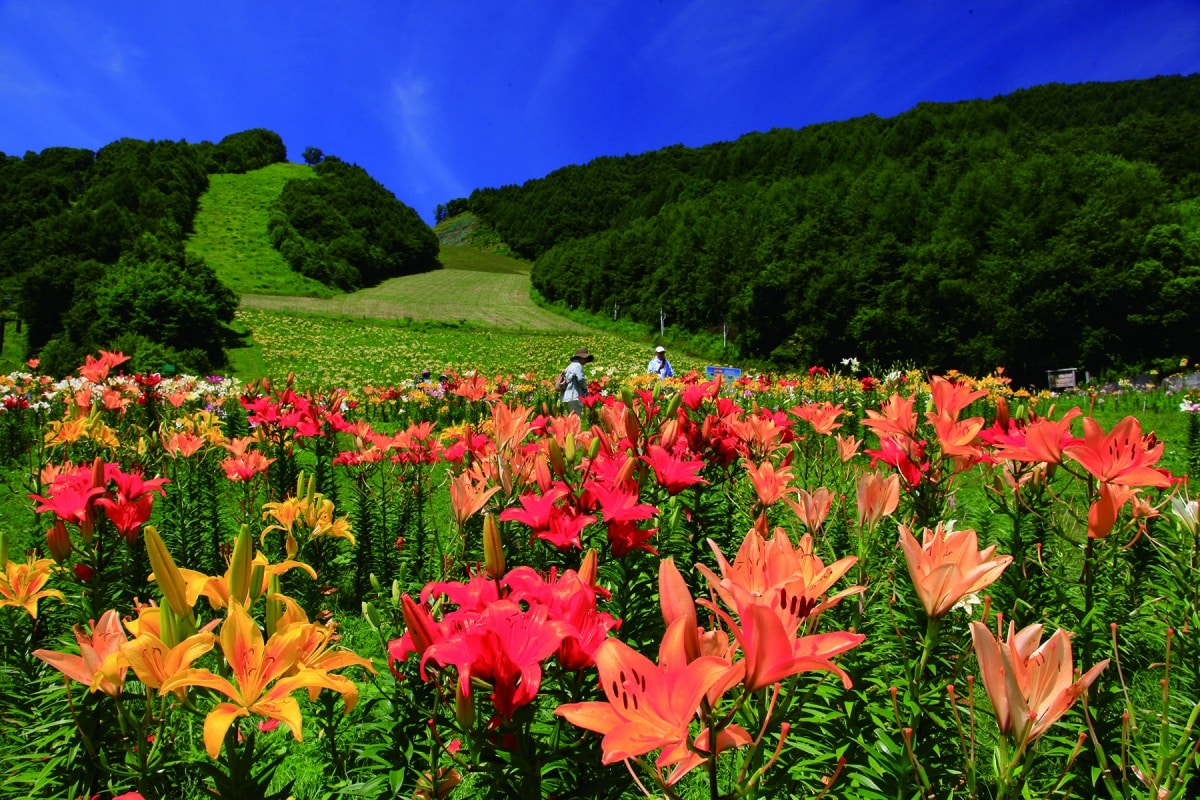 Oze Iwakura Lily Garden