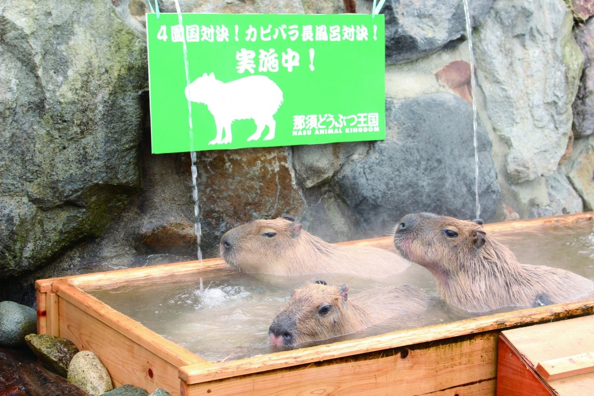 那須動物王國