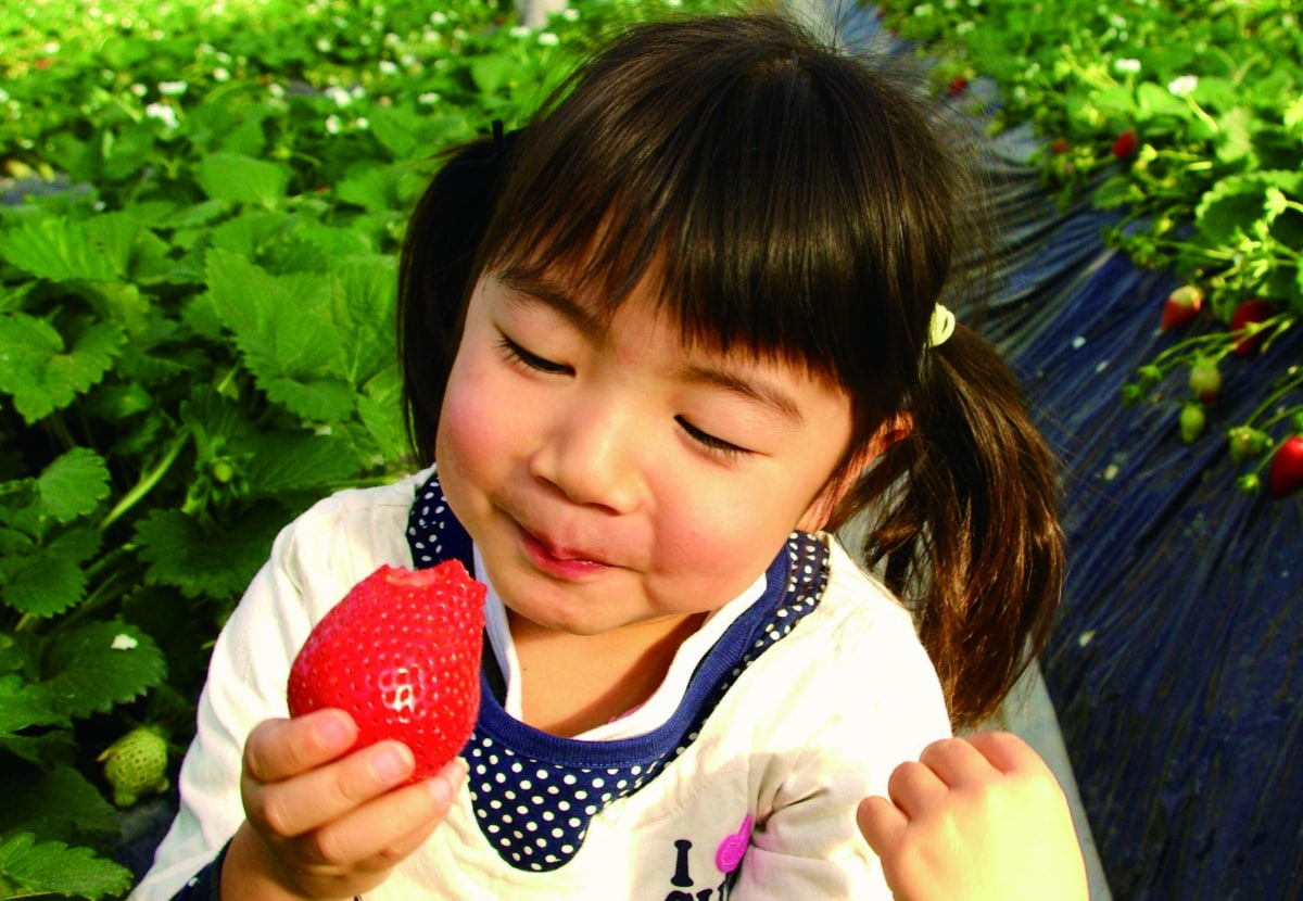 Strawberry Picking