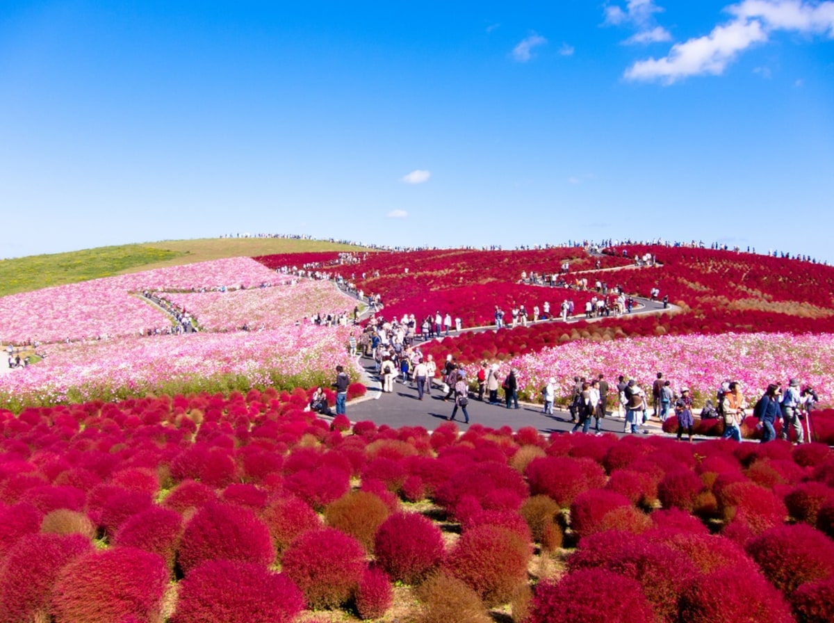 Японский сад цветов Hitachi Seaside Park