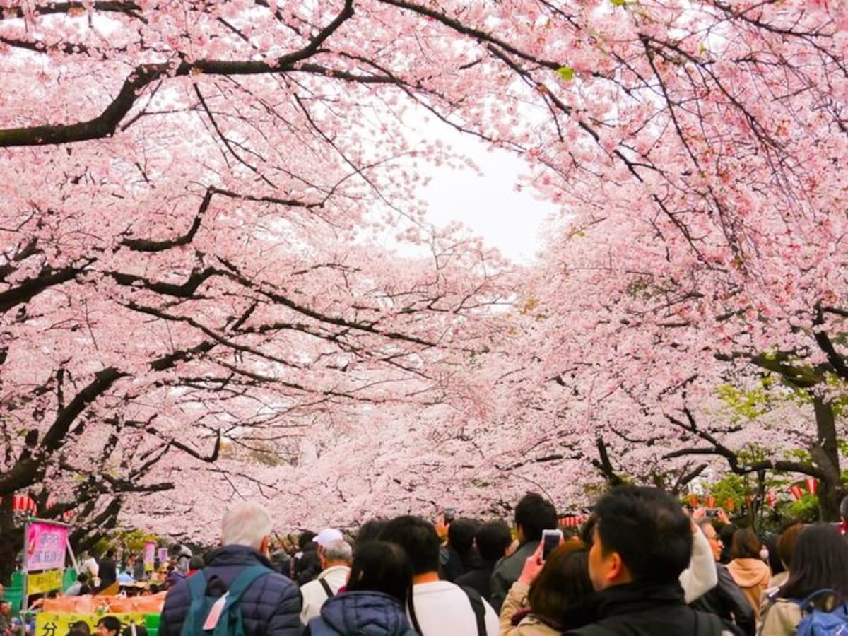 2. Walk through the Sakura tunnel at Ueno Park