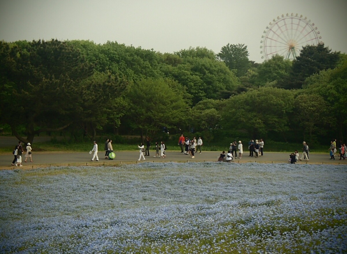 3. Respect for the Aged Day: Make a Day Trip to Hitachi Seaside Park