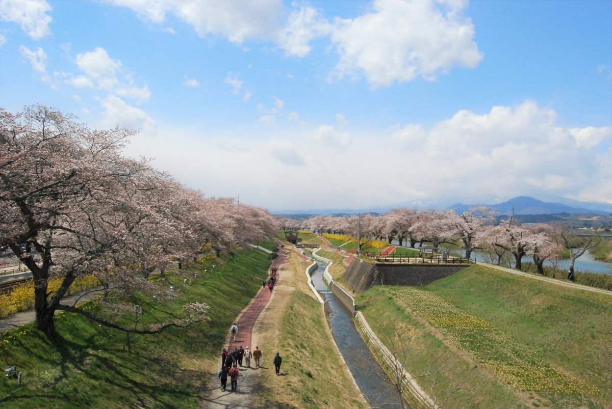 ■ 一目千本櫻 (宮城)