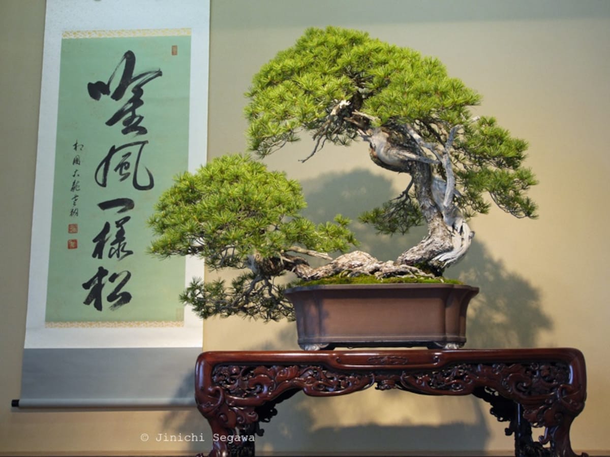 World Bonsai Convention In Saitama All About Japan