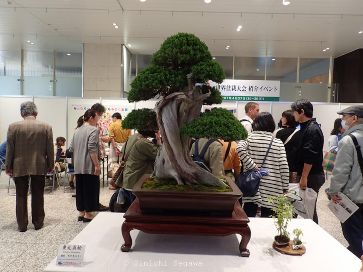 World Bonsai Convention In Saitama All About Japan