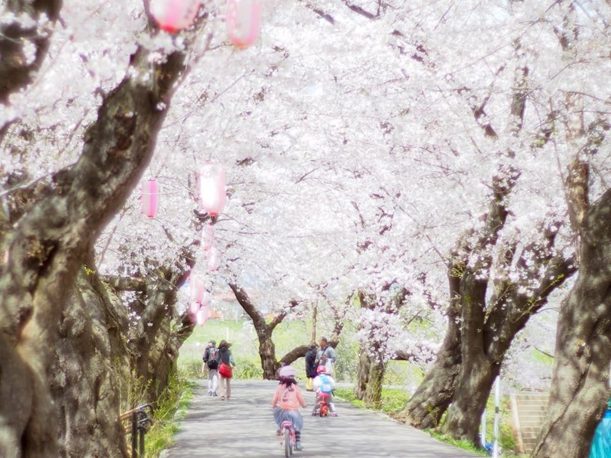 ■北上市立公園展勝地 (岩手)