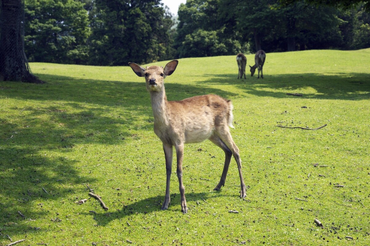 Nara Park