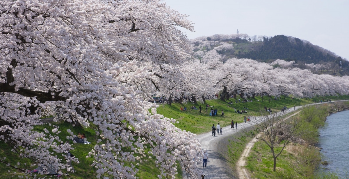 1. 樱花