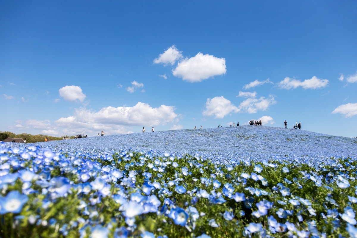 4. Ibaraki: Hitachi Seaside Park