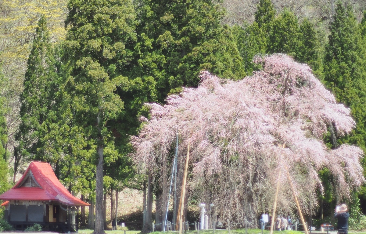 ■ 白山神社枝垂櫻＠秋田